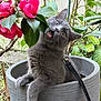 animal, cat, chewing, closeup, curious, cute, flower, fur, garden, gray_cat, greenery, leaves, nature, outdoor, pet, pink_flower, plant, planter, playful, tree_branch