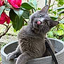 Yuko a rejoint le concours — aidez-le/la à gagner de superbes lots ! animal, cat, close_up, curious, cute, feline, flower, fur, garden, gray_cat, green_leaves, nature, outdoor, pet, pink_flower, plant_pot, playful, sitting, tongue_out, whiskers