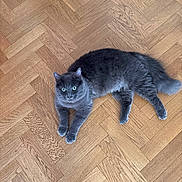 Yuko a rejoint le concours — aidez-le/la à gagner de superbes lots ! animal, cat, curious, cute, domestic_cat, ears, feline, fluffy, green_eyes, grey_cat, indoor, laying_down, looking_up, parquet_floor, paws, pet, relaxed, tail, whiskers, wooden_floor