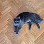 animal, cat, curious, cute, domestic_cat, ears, feline, fluffy, green_eyes, grey_cat, indoor, laying_down, looking_up, parquet_floor, paws, pet, relaxed, tail, whiskers, wooden_floor