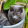 Yuko participe au concours pour gagner de l'argent avec cette photo : animal, cat, close_up, container, curious, eyes, flora, fur, garden, gray_cat, green_leaves, nature, outdoor, pet, plant_pot, relaxed, sitting, texture, tree_branch, whiskers