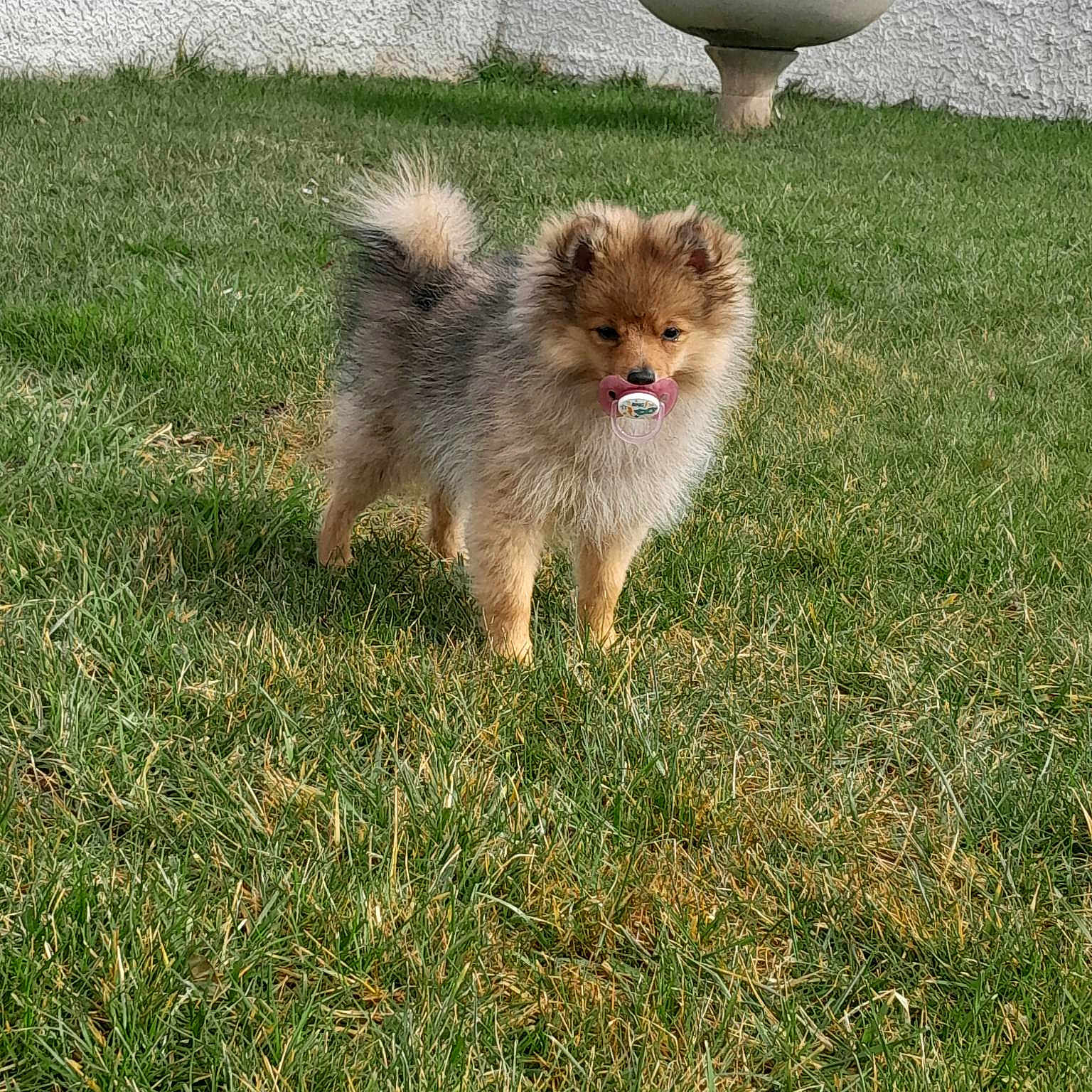 Eddy