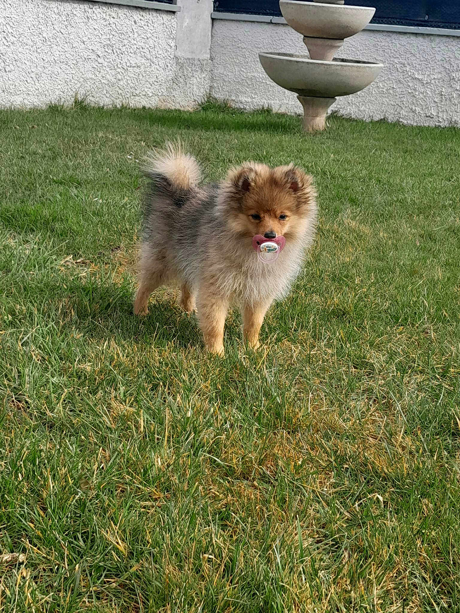 Eddy