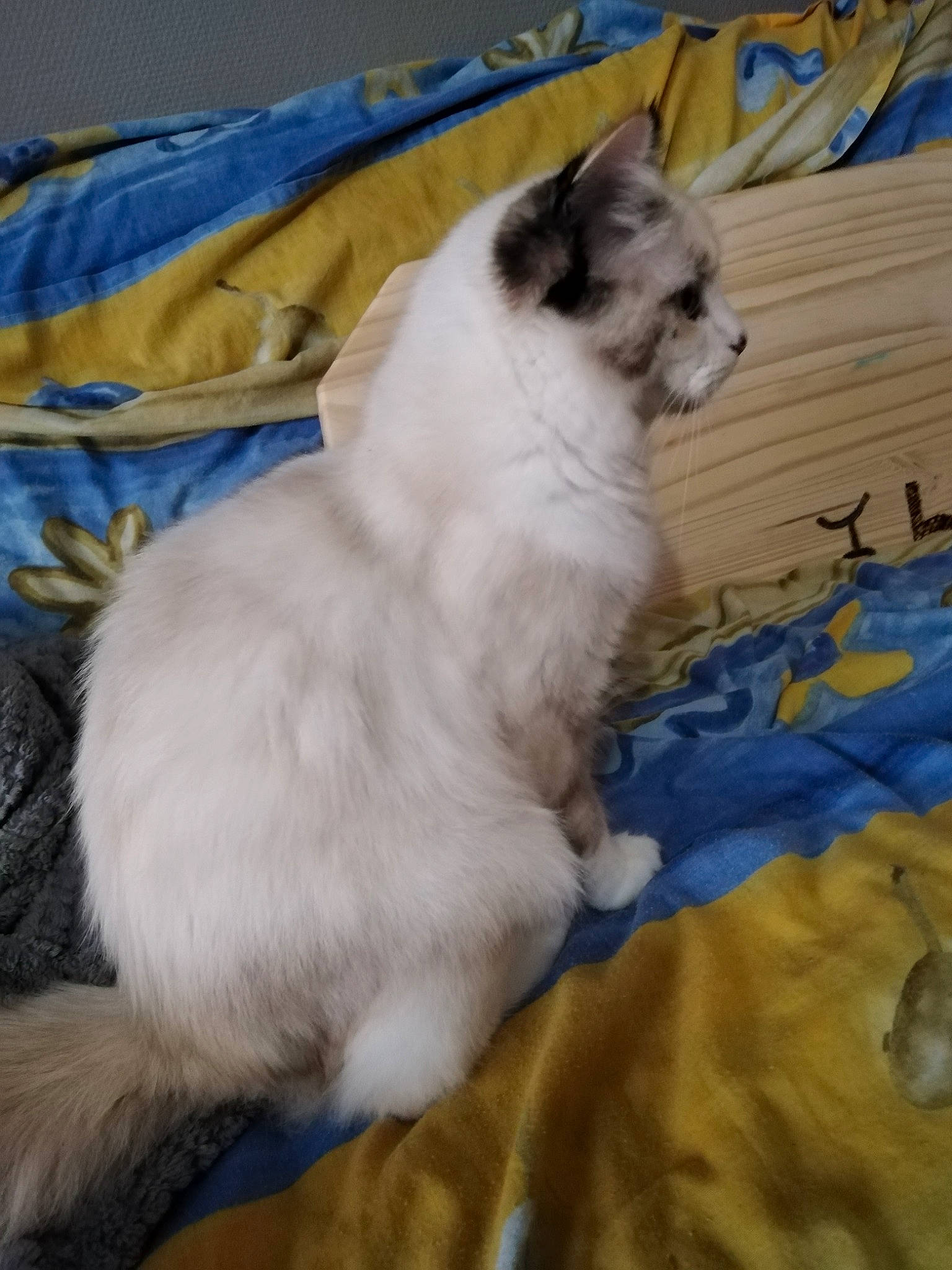 Ulysse a rejoint le concours — aidez-le/la à gagner de superbes lots ! balinese, birman, carnivore, cat, comfort, companion_dog, dog_breed, fawn, felidae, fur, hardwood, linens, paw, siamese, small_to_medium_sized_cats, tail, terrestrial_animal, thai, whiskers, working_animal