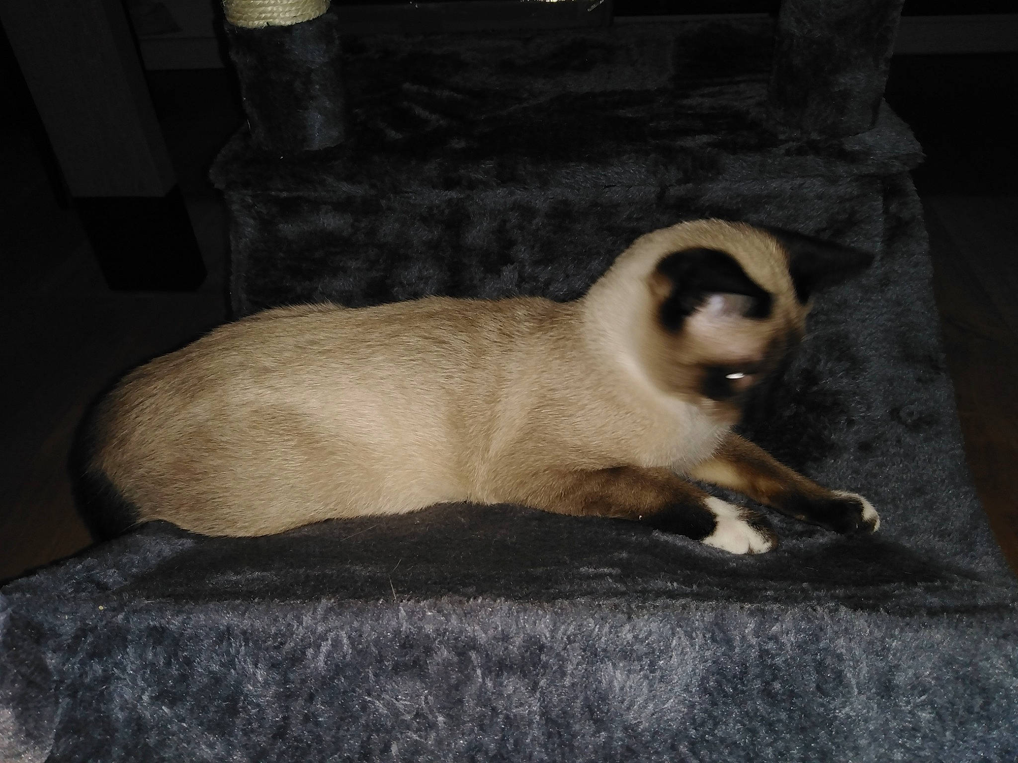 Ulysse participe au concours pour gagner de l'argent avec cette photo : balinese, birman, canidae, carnivore, cat, claw, comfort, dog_breed, domestic_short_haired_cat, fawn, felidae, fur, grey, paw, siamese, small_to_medium_sized_cats, tail, terrestrial_animal, tonkinese, whiskers