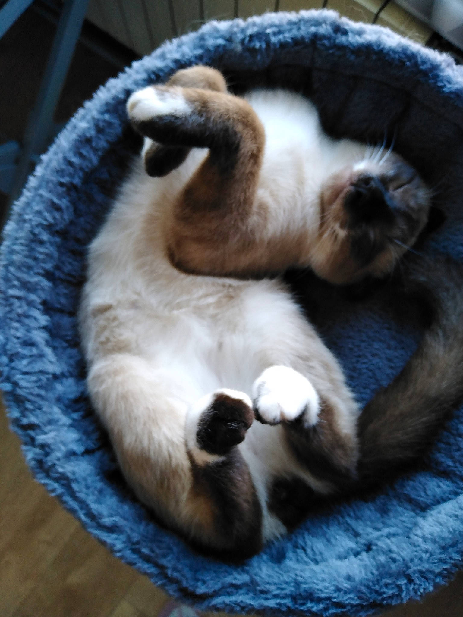 Ulysse participe au concours pour gagner de l'argent avec cette photo : balinese, carnivore, cat, cat_supply, claw, comfort, companion_dog, domestic_short_haired_cat, fawn, felidae, fur, nap, pet_supply, siamese, small_to_medium_sized_cats, snout, tail, terrestrial_animal, thai, whiskers