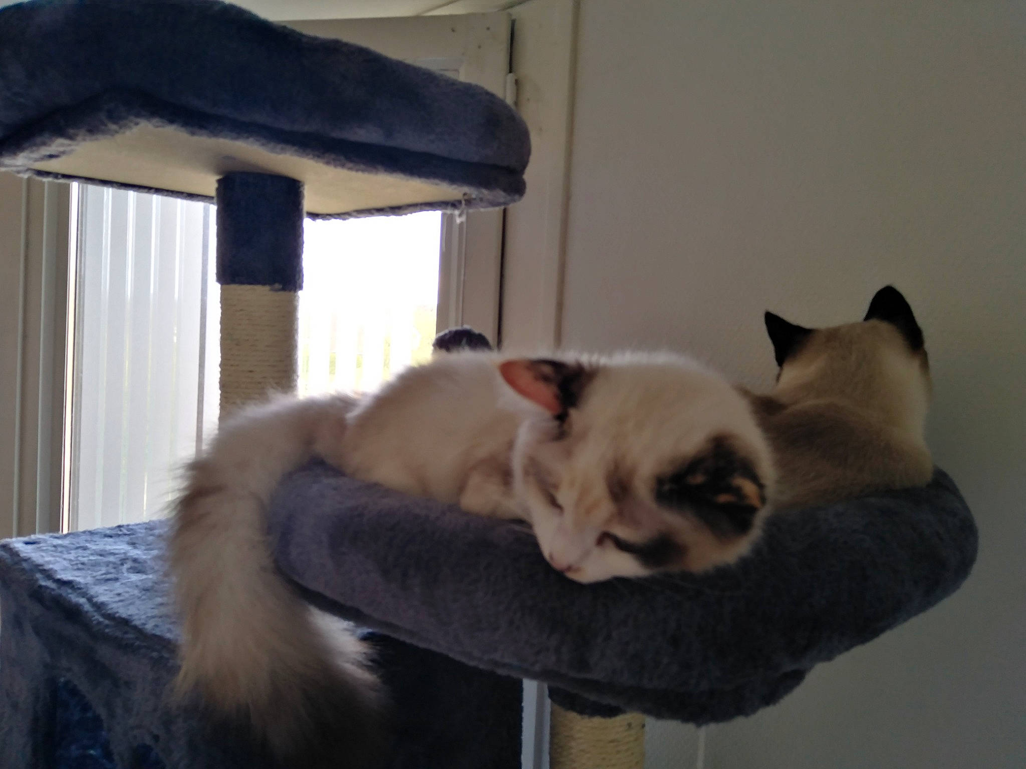 Ulya participe au concours pour gagner de l'argent avec cette photo : balinese, carnivore, cat, cat_supply, chair, collar, comfort, companion_dog, domestic_short_haired_cat, fawn, felidae, fur, pet_supply, siamese, small_to_medium_sized_cats, snout, tail, thai, whiskers, window