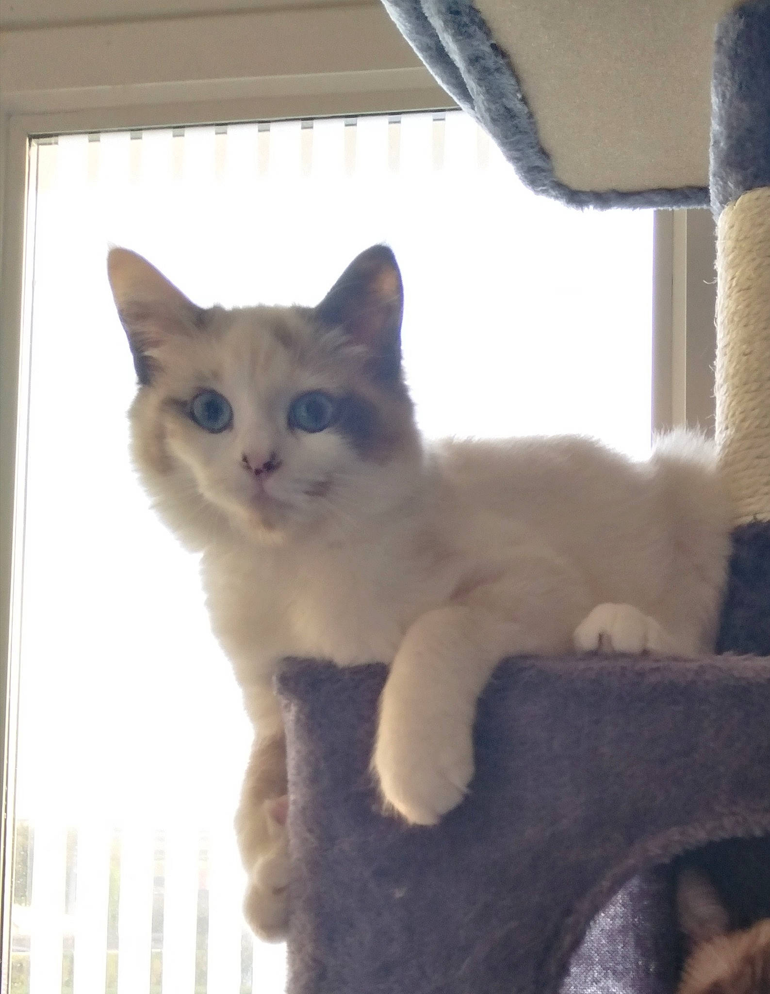 Ulya a rejoint le concours — aidez-le/la à gagner de superbes lots ! carnivore, cat, claw, comfort, domestic_short_haired_cat, fawn, felidae, fur, paw, pet_supply, small_to_medium_sized_cats, snout, tail, whiskers, window