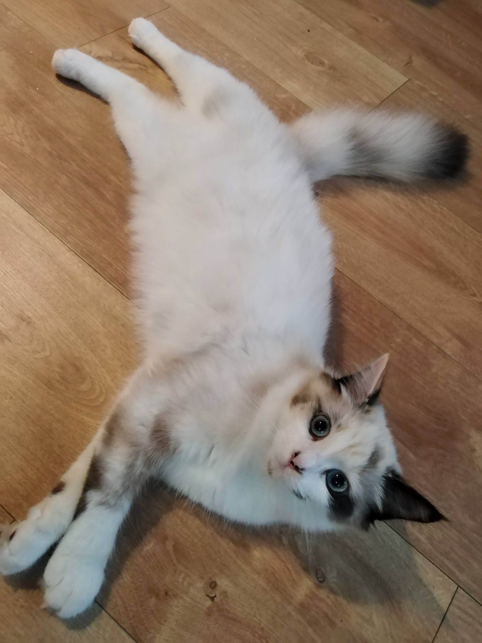 Ulya a rejoint le concours — aidez-le/la à gagner de superbes lots ! canidae, carnivore, cat, claw, companion_dog, dog_breed, domestic_short_haired_cat, fawn, felidae, flooring, foot, fur, hardwood, paw, small_to_medium_sized_cats, snout, tail, whiskers, wood, wood_flooring