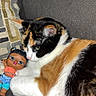 animal, calico_cat, cartoon_cactus, cat, close_up, colorful_card, couch, cozy, doll, feline, gray_couch, home, indoor, pet, playful, plush_toy, relaxed_cat, resting_cat, soft_fur, toy