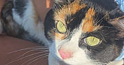Miso joined the competition — help win amazing prizes! animal, calico, cat, close_up, comfort, cute, domestic, fur, green_eyes, indoor, lap, person, pet, portrait, relaxed, resting, scrunchie, sunlight, whiskers, white_sleeve