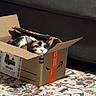 Miso is registered to the contest to win money with this photo: animal, box, calico_cat, calm, cardboard_box, cat, cozy, curious, cute, domestic, furniture, home, indoor, living_room, patterned_rug, pet, relaxed, resting, rug, sofa