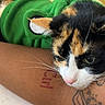 Miso joined the competition — help win amazing prizes! animal, arm, calico_cat, cat, close_up, colorful, companion, cute, domestic_animal, face, feline, fur, green_hoodie, indoor, pet_clothing, relaxed, resting, soft_texture, tattoo, whiskers