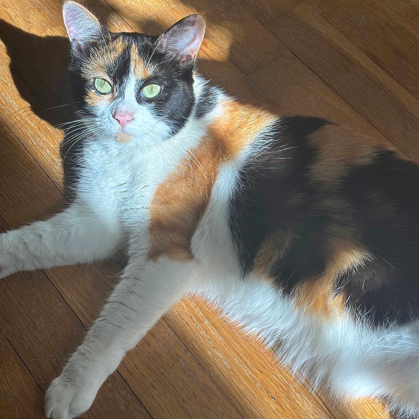 Miso