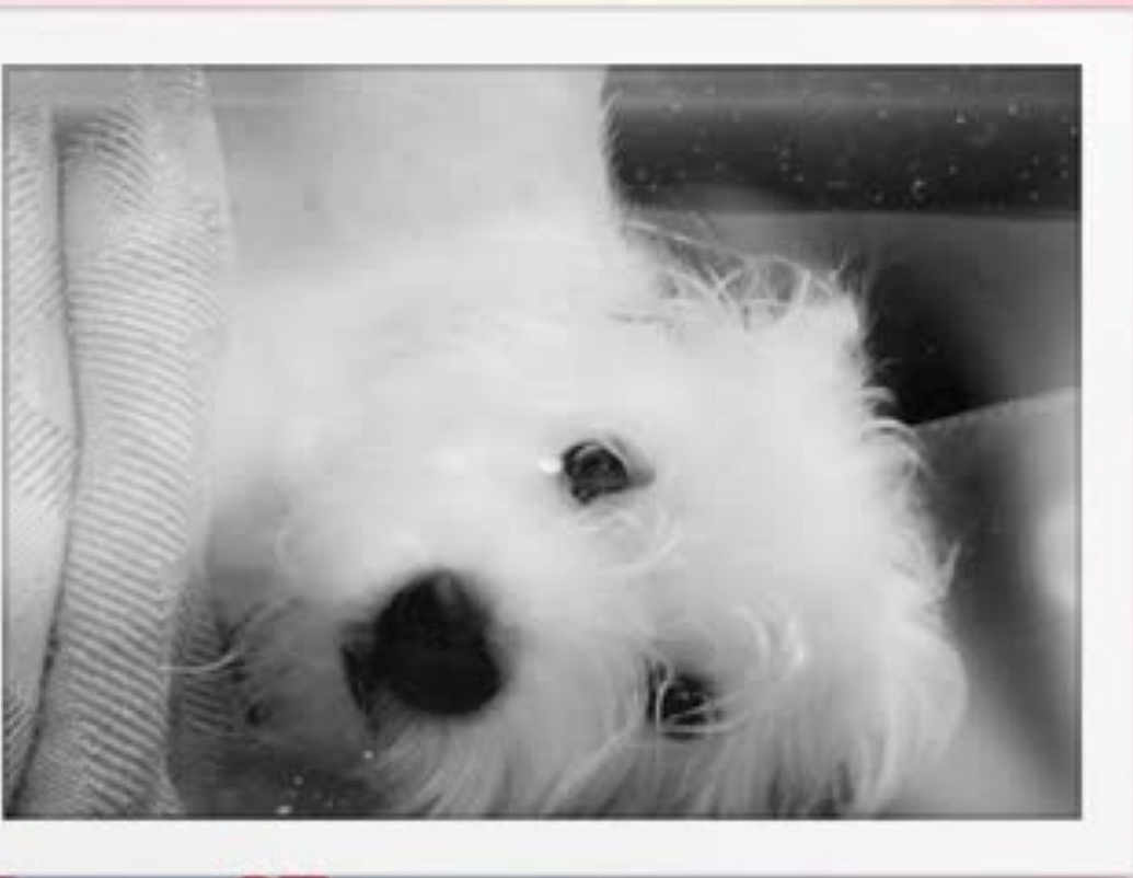 Prince