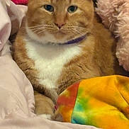 Bubby joined the competition — help win amazing prizes! cat, orange_tabby, white_chest, pet, animal, feline, indoor, blanket, tie_dye, soft, cozy, fur, closeup, resting, cute, domestic_cat, whiskers, collar, relaxed, sleepy