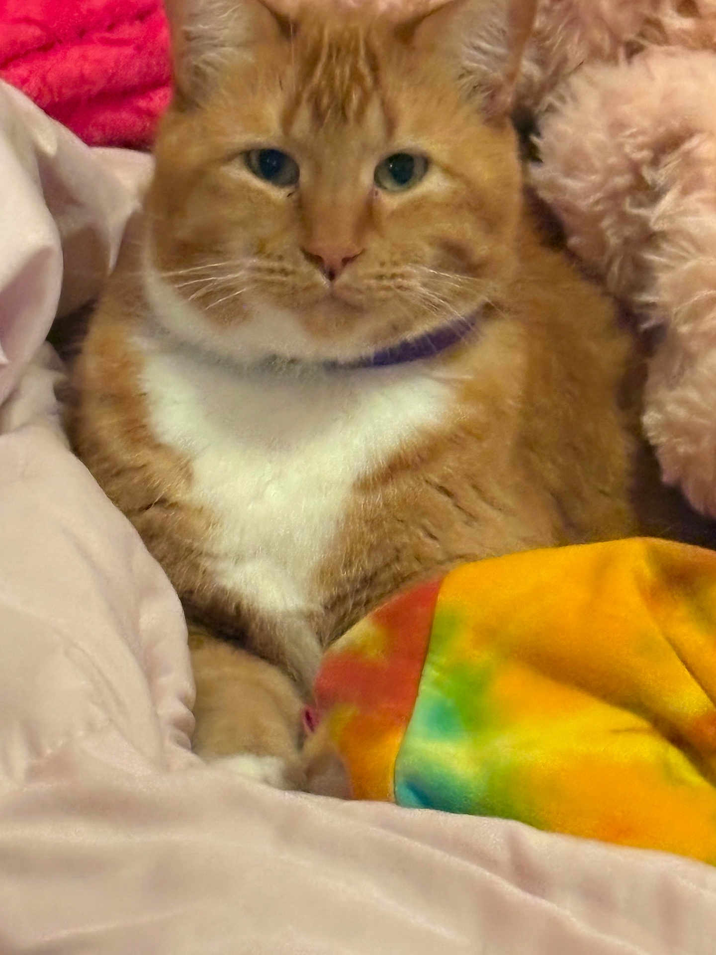 Bubby joined the competition — help win amazing prizes! cat, orange_tabby, white_chest, pet, animal, feline, indoor, blanket, tie_dye, soft, cozy, fur, closeup, resting, cute, domestic_cat, whiskers, collar, relaxed, sleepy
