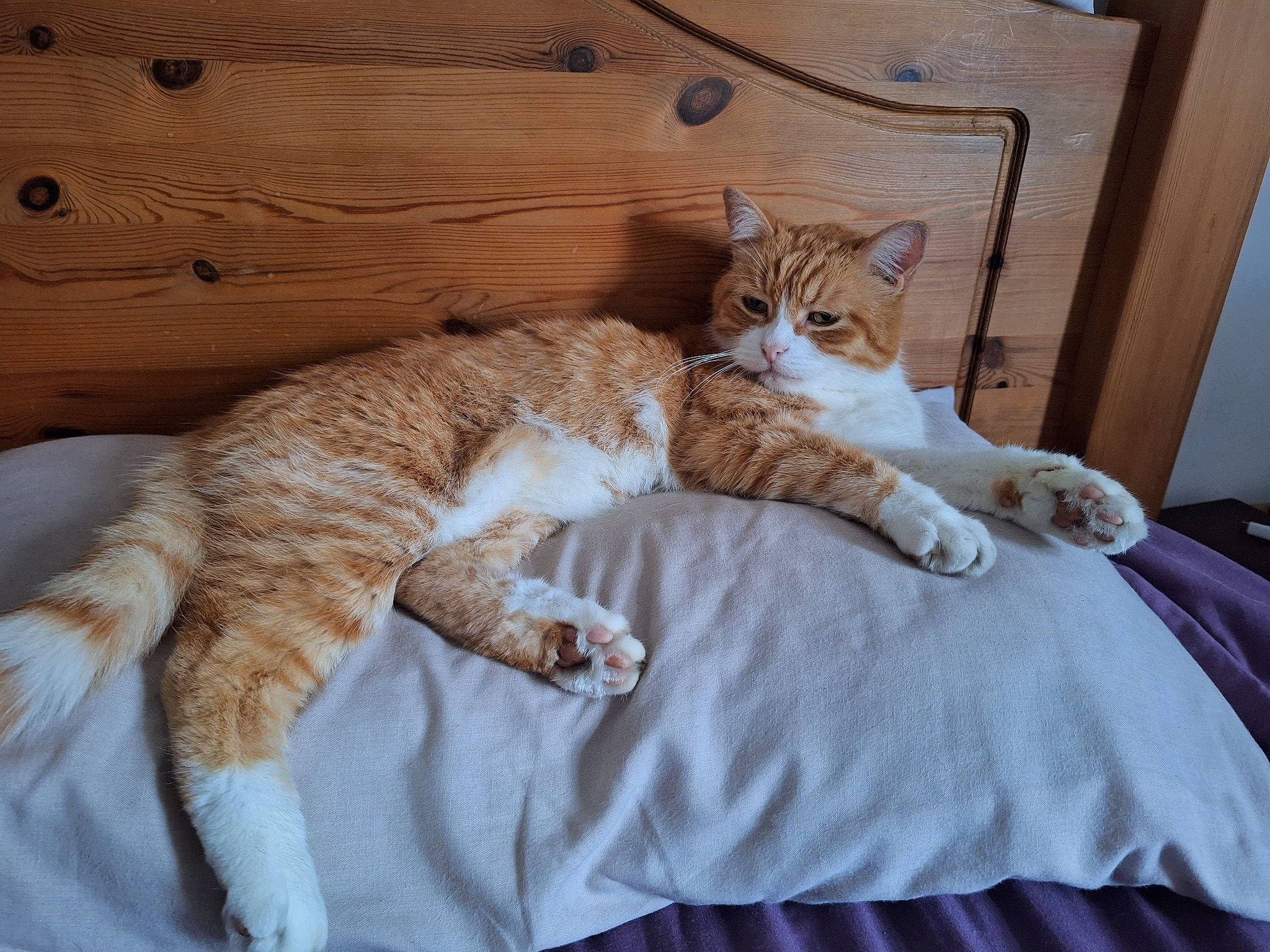 Stefan joined the competition — help win amazing prizes! bed, carnivore, cat, claw, comfort, domestic_short_haired_cat, fawn, felidae, fur, hardwood, linens, mammal, paw, room, small_to_medium_sized_cats, tail, terrestrial_animal, textile, whiskers, wood