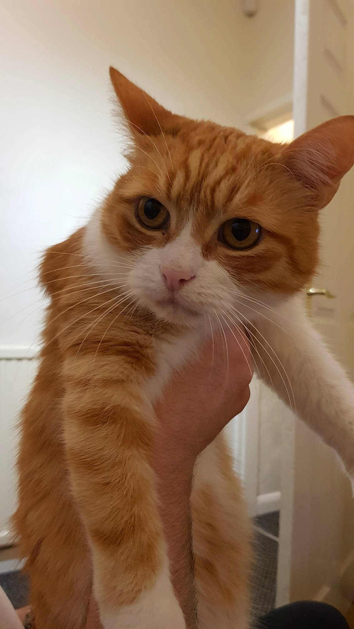 Stefan joined the competition — help win amazing prizes! carnivore, cat, claw, domestic_short_haired_cat, ear, fawn, felidae, fur, gesture, hair, hand, leg, paw, small_to_medium_sized_cats, snout, tail, whiskers, window, wood