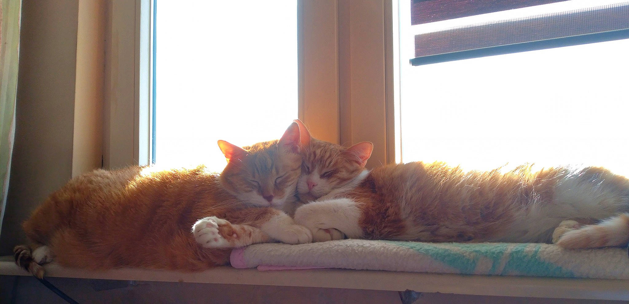 Rysio is registered to the contest to win money with this photo: carnivore, cat, comfort, couch, domestic_short_haired_cat, fawn, felidae, flooring, fur, human_leg, light, linens, plant, small_to_medium_sized_cats, tail, tints_and_shades, tree, whiskers, window, wood