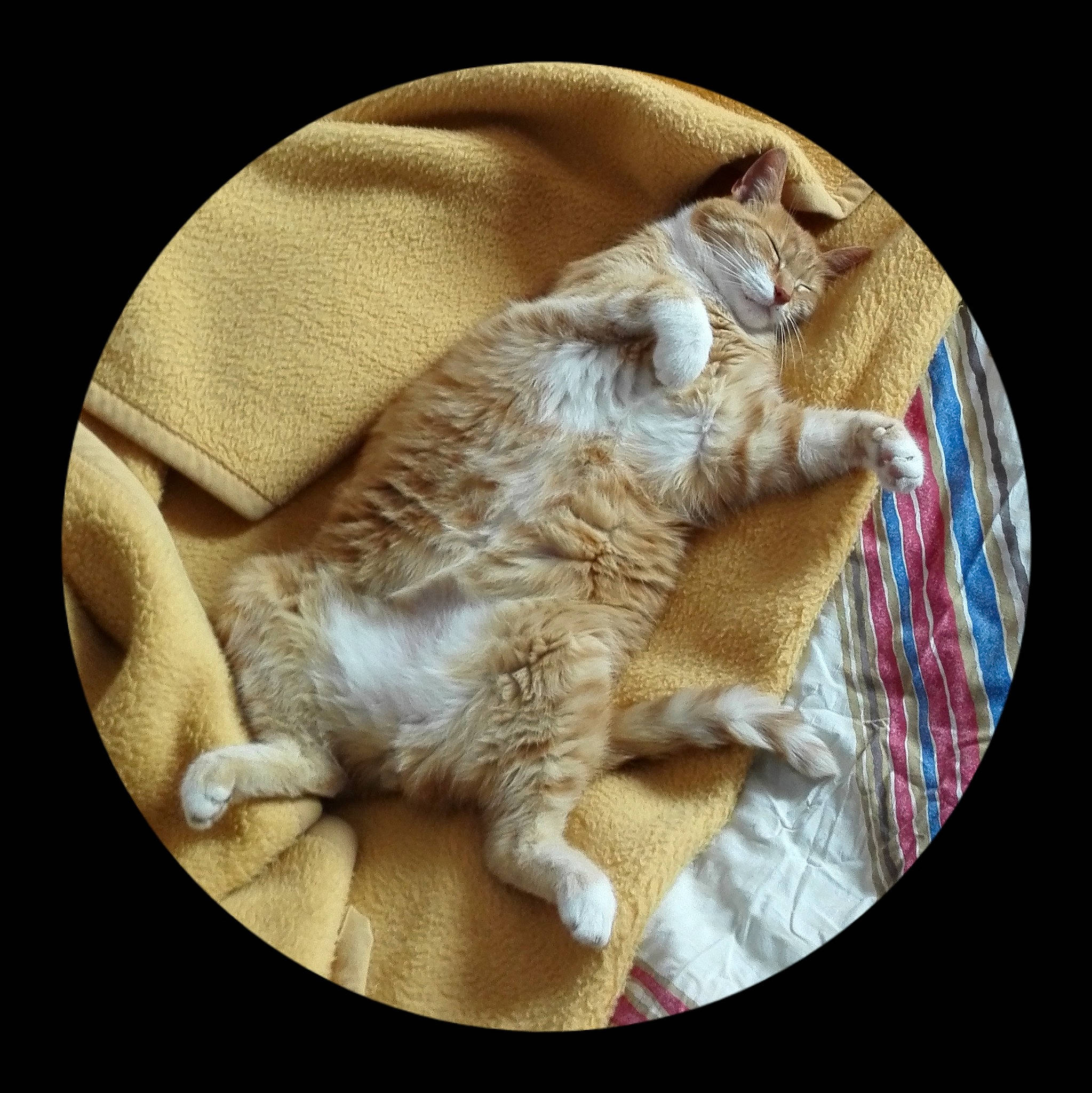 Rysio is registered to the contest to win money with this photo: canidae, carnivore, cat, claw, domestic_short_haired_cat, felidae, fur, linens, paw, small_to_medium_sized_cats, tail, terrestrial_animal, whiskers, wrinkle