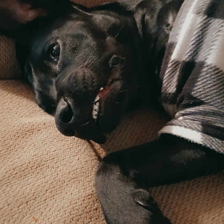 Girlie is registered to the contest to win money with this photo: animal, blanket, bulldog, canine, couch, cushion, dog, frenchbulldog, furniture, homedecor, hound, labradorretriever, person, pet, photography, pitbull, pointer, puppy, sleeping, snout