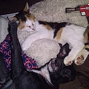 Tally is registered to the contest to win money with this photo: animal, black_dog, blanket, calico_cat, cat, companion, cozy, cute, dog, domestic, fur, indoor, nap, paw, pet, pillow, relaxation, resting, sleeping, snuggling