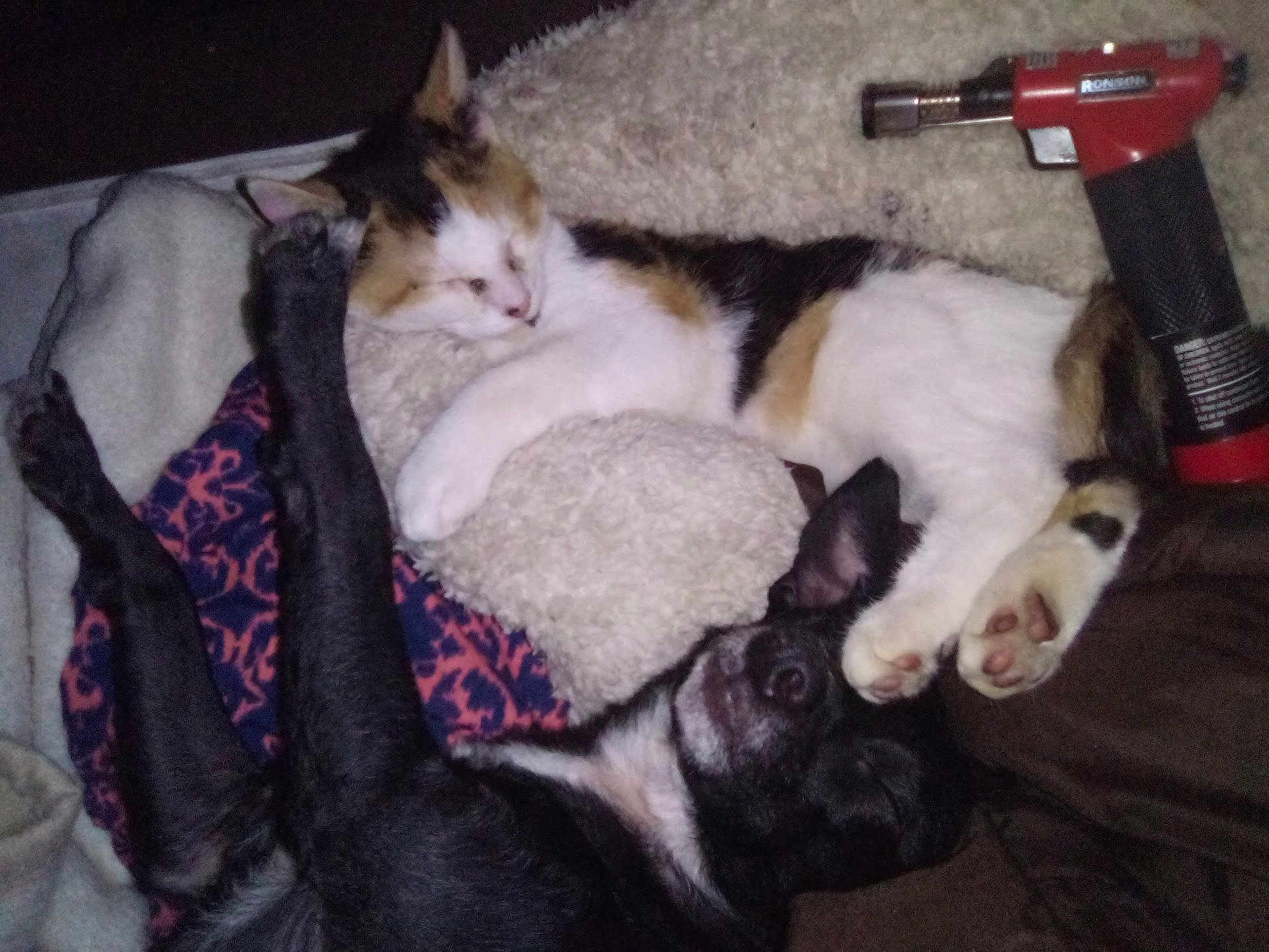 Tally is registered to the contest to win money with this photo: animal, black_dog, blanket, calico_cat, cat, companion, cozy, cute, dog, domestic, fur, indoor, nap, paw, pet, pillow, relaxation, resting, sleeping, snuggling