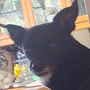 Streak is registered to the contest to win money with this photo: animal, background, black_dog, blur, cabinet, calm, canine, companion, dog, domestic, ears, furniture, home, household, indoor, pet, portrait, room, sitting, wooden