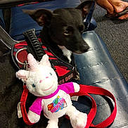 Streak is registered to the contest to win money with this photo: dog, black_dog, stuffed_toy, unicorn, bench, red_leash, police_dog_vest, carpeted_floor, person, legs, flip_flops, blue_bench, plush_toy, leash, waiting_area, casual, indoor, pet, animal, resting