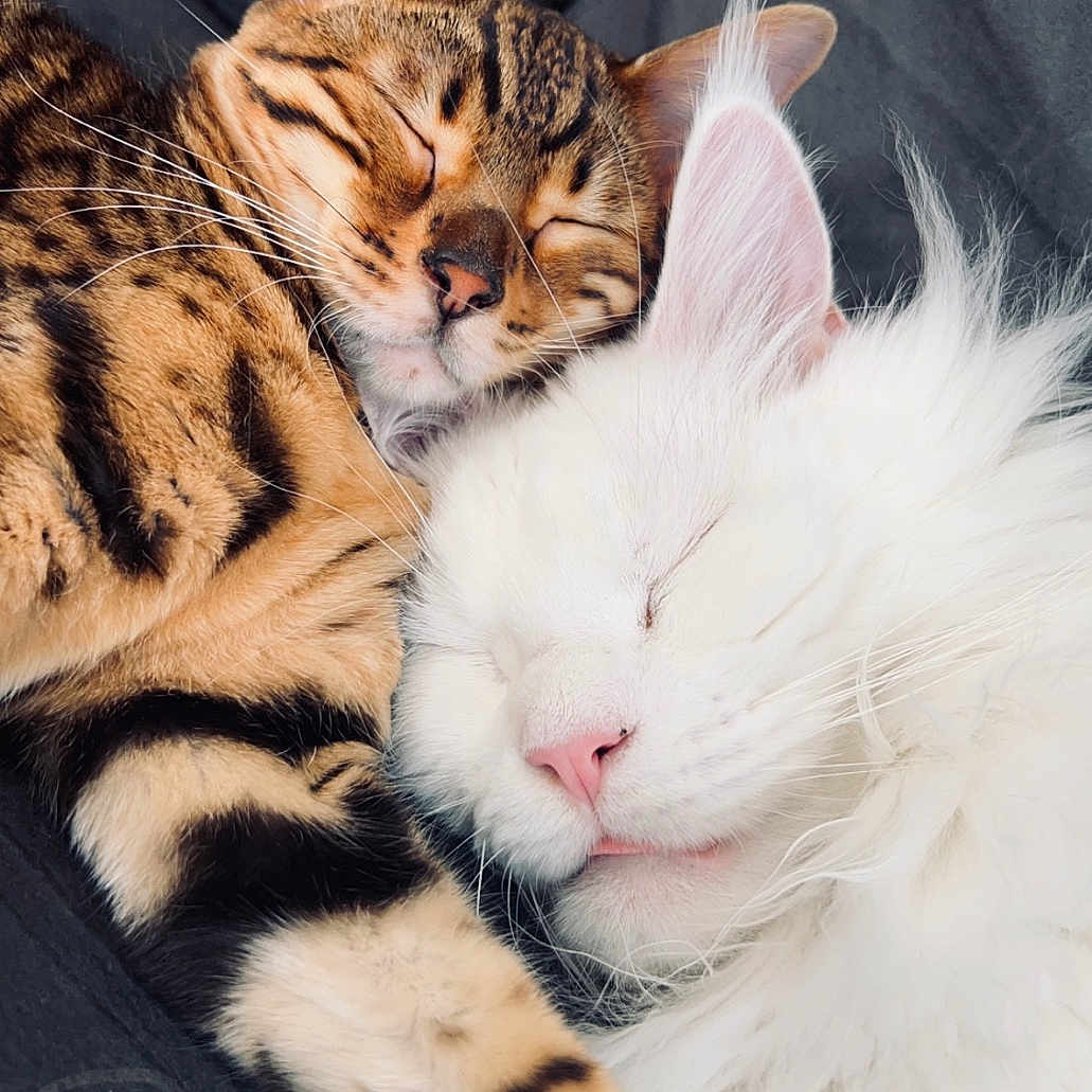 Saïka Et Ryko participe au concours pour gagner de l'argent avec cette photo : abyssinian, angora, animal, blanket, cat, couch, cushion, face, furniture, head, homedecor, indoors, kitten, manx, ocelot, person, pet, photography, portrait, sleeping