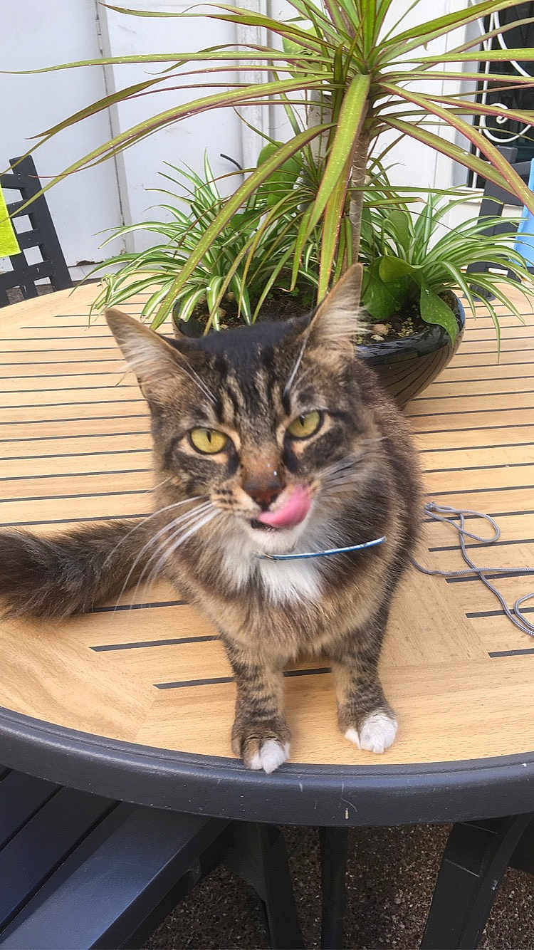Mimi