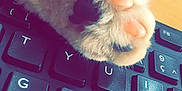 Mimi participe au concours pour gagner de l'argent avec cette photo : cat, paw, keyboard, computer, notebook, desk, furry, close_up, blurred_background, writing, office, pet, cute, animal, work, home, technology, tabby_cat, soft, indoor