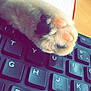 cat, paw, keyboard, computer, notebook, desk, furry, close_up, blurred_background, writing, office, pet, cute, animal, work, home, technology, tabby_cat, soft, indoor