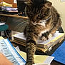 Mimi a rejoint le concours — aidez-le/la à gagner de superbes lots ! cat, tabby, paw, finger, coffee_cup, desk, papers, folders, office, indoor, curious, blurred, document, chair, wooden_furniture, computer_monitor, stack, writing, collar, brown