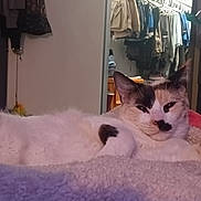 Shadow joined the competition — help win amazing prizes! bed, bedroom, blanket, bottle, calico_cat, cat, closet, clothing, dresser, ears, feline, indoor, nightstand, paws, pet, plush_toy, relaxed, sleeping, soft_texture, whiskers