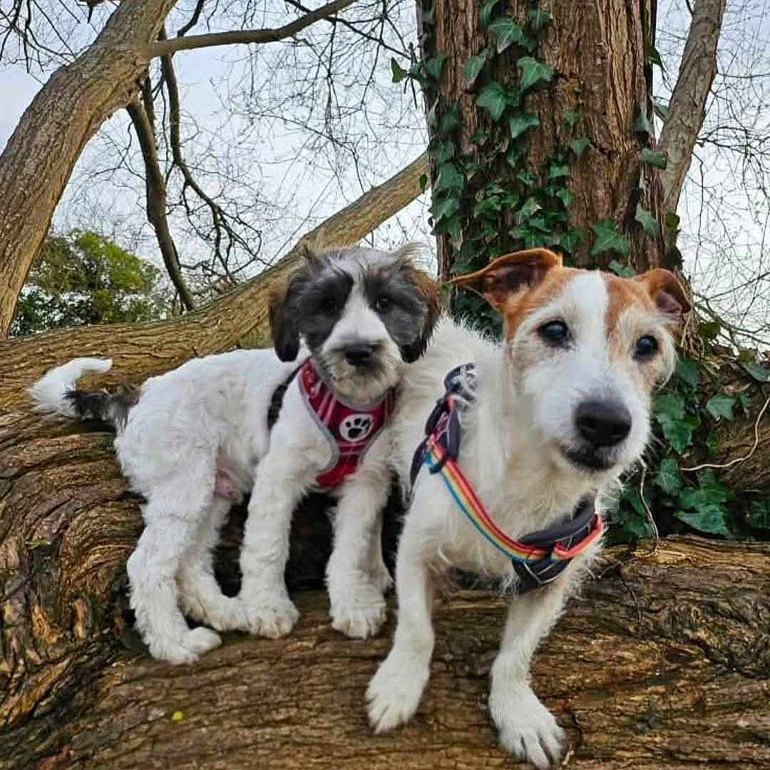 Rooney And Bandit