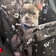 Luna joined the competition — help win amazing prizes! dog, french_bulldog, puppy, pet, animal, face, portrait, sitting, car, pet_carrier, paw_prints, ears, blue_collar, indoors, automobile, phone_screenshot, lock_screen, notification, cute, photography