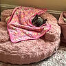 Luna joined the competition — help win amazing prizes! dog, puppy, small_dog, black_dog, sleeping, blanket, pink_blanket, floral_pattern, pet_bed, cushion, cozy, indoors, bedroom, home, furniture, carpet, electrical_outlet, soft_texture, resting, cute