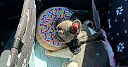 Luna is registered to the contest to win money with this photo: dog, french_bulldog, puppy, sleeping, pet, animal, carrier, pet_carrier, donut_bed, sprinkles, harness, paw_prints, car_interior, travel, cozy, resting, sunlight, black_and_white, cute, portrait