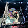 dog, french_bulldog, puppy, sleeping, pet, animal, carrier, pet_carrier, donut_bed, sprinkles, harness, paw_prints, car_interior, travel, cozy, resting, sunlight, black_and_white, cute, portrait
