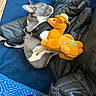 Luna is registered to the contest to win money with this photo: dog, french_bulldog, puppy, sleeping, resting, stuffed_animal, plush_toy, cuddling, harness, blue_seat, black_jacket, orange_toy, cozy, indoors, blanket, handbag, fabric, closeup, pet, funny