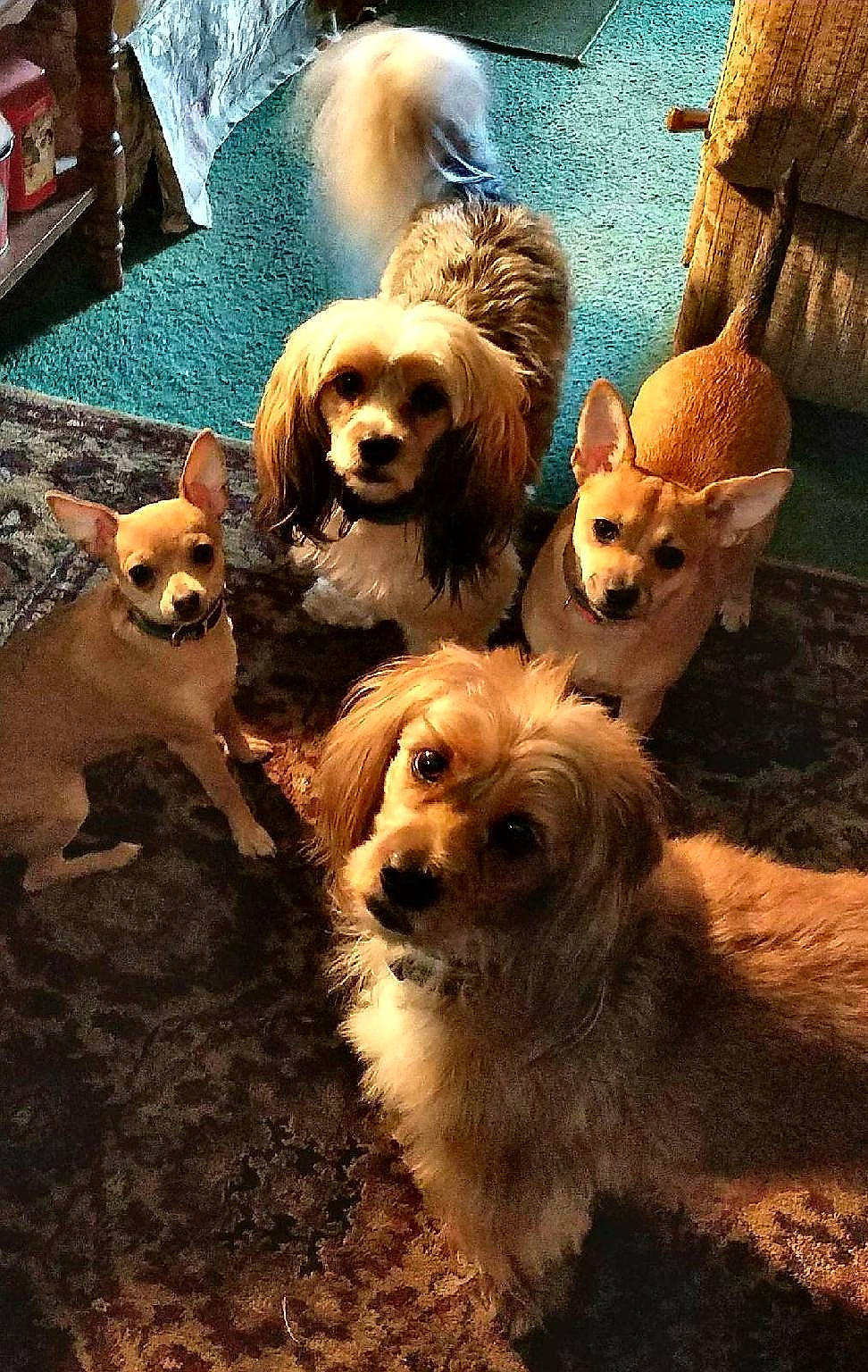 Sallie joined the competition — help win amazing prizes! canidae, carnivore, companion_dog, corgi_chihuahua, dog, dog_breed, dog_supply, fawn, fur, liver, mammal, pet_supply, puppy, snout, sporting_group, terrestrial_animal, toy_dog, watch, water_dog, wood