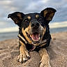 Maya a rejoint le concours — aidez-le/la à gagner de superbes lots ! dog, beach, sand, happy, outdoor, animal, pet, canine, nature, smiling, ears, paws, tongue, closeup, portrait, daylight, sky, landscape, playful, relaxed