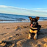 dog, beach, sand, sea, ocean, sky, sunlight, sunset, animal, pet, canine, outdoor, water, nature, horizon, relaxing, happy, tongue_out, ears_up, golden_hour