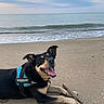 Maya a rejoint le concours — aidez-le/la à gagner de superbes lots ! dog, beach, sand, stick, water, ocean, waves, sky, cloudy, happy, canine, outdoor, pet, animal, harness, relaxed, nature, smiling, playful, summer