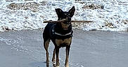 Maya participe au concours pour gagner de l'argent avec cette photo : dog, beach, stick, ocean, waves, sand, water, animal, pet, outdoor, playful, reflection, shore, canine, nature, daytime, walking, fun, active, sea