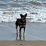 dog, beach, stick, ocean, waves, sand, water, animal, pet, outdoor, playful, reflection, shore, canine, nature, daytime, walking, fun, active, sea