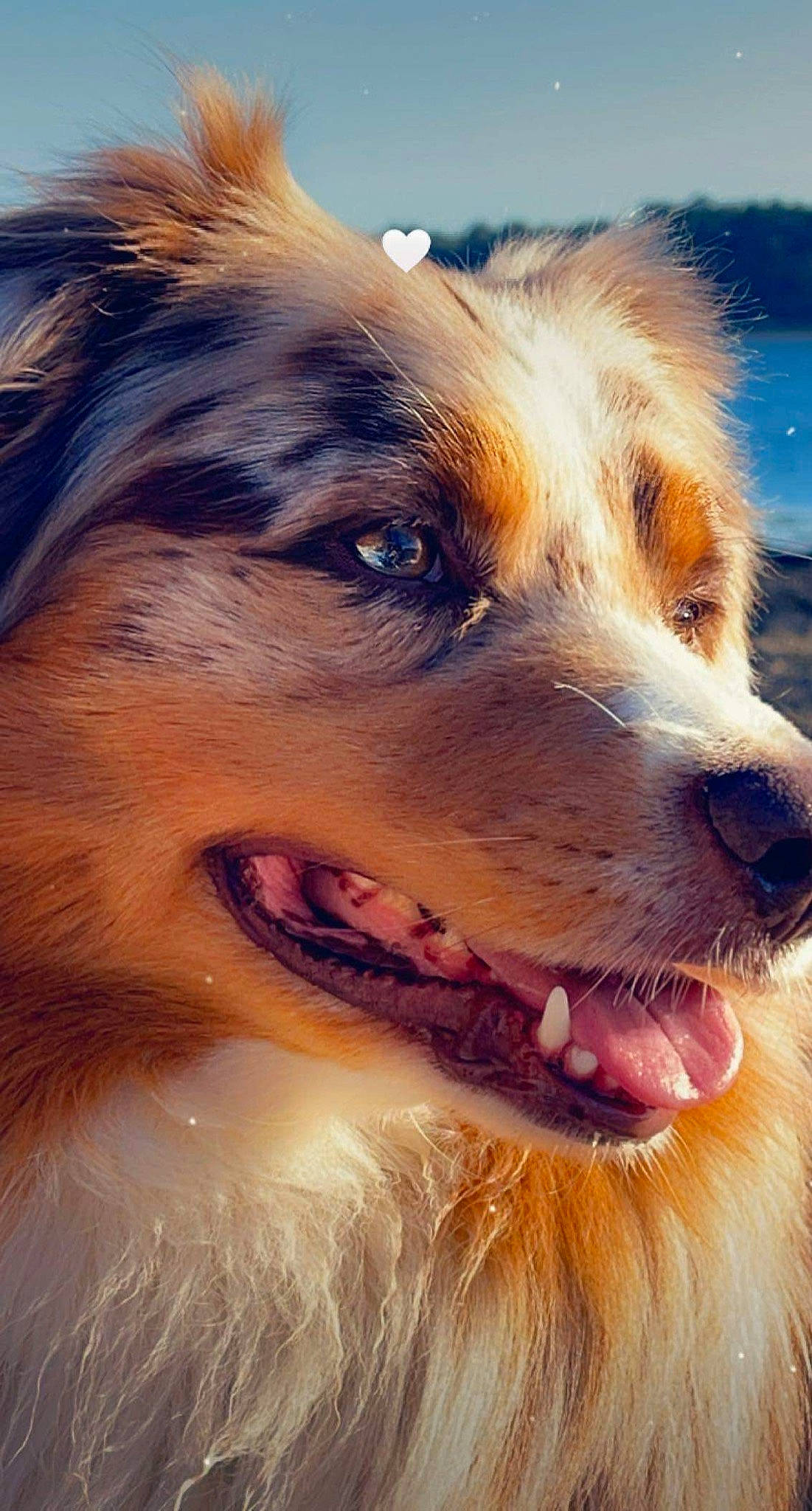 Lasko a rejoint le concours — aidez-le/la à gagner de superbes lots ! canidae, carnivore, companion_dog, dog, dog_breed, fang, fur, giant_dog_breed, happy, jaw, liver, paw, shout, sky, snout, sporting_group, water, whiskers, working_dog