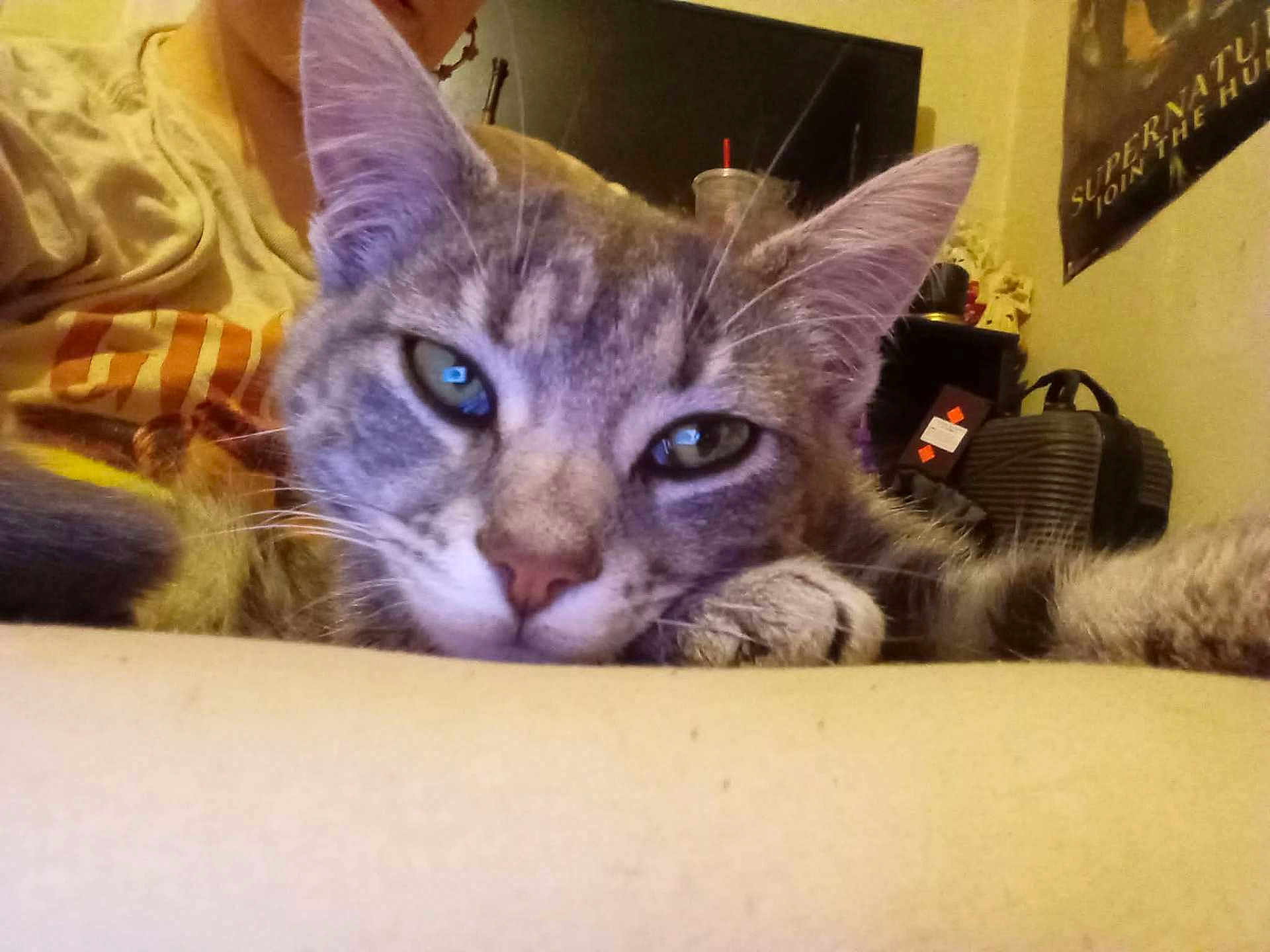 Wednesday is registered to the contest to win money with this photo: cat, tabby_cat, close_up, indoor, pet, relaxed, person, television, poster, furniture, table, whiskers, ears, face, paw, home, living_room, domestic_animal, resting, animal